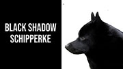 Black Shadow Schipperke